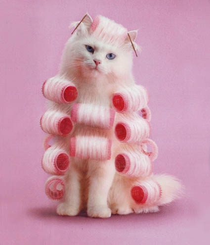 Chicago Sissy Training